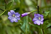 Chickweed willowherb in bloom in Catalonia - Spain