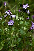 Chickweed willowherb in bloom in Catalonia - Spain