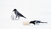 Magpie and Hooded Crow eating scrap on snow - Finland