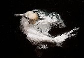 Northern Gannet fishing under water - Shetland UK