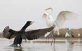 Great Cormorant facing Great White Egret in water - Hungary