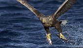 White-tailed Eagle capturing fishes - Norway