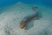Olive sea snake on sandy bottom - New Caledonia
