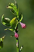 Whortleberry in bloom in Catalonia - Spain