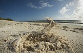 Horned Ghost crab with burrow and mound - New Caledonia