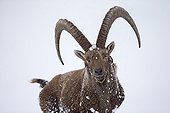 Old male Alpine Ibex in snow - Alps Switzerland