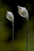 Cupid darts in bloom in Catalonia - Spain