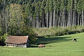 Comtois horses and shelter in a pasture - Haut-Doubs France