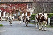 Montbeliarde cows returning to the farm for milking - France