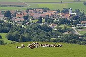 Montbeliarde cows and village - Franche-Comté France