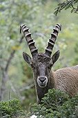 Portrait of male Ibex Alps - Creux du Van Switzerland 