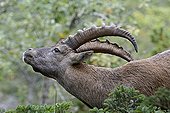 Portrait of male Ibex Alps - Creux du Van Switzerland 