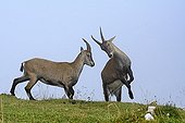 Female Alps Ibex fighting - Creux du Van Switzerland 