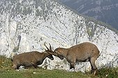 Female Alps Ibex fighting - Creux du Van Switzerland 