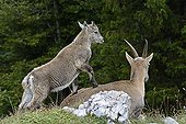 Female Alps Ibex and young - Creux du Van Switzerland 