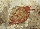 Representation Babiroussa - Cave Sumpang bita Indonesia ; In October 2014, these paintings have been recognized as one of the oldest in the world (- 39 000 years) by a team of US researchers. The babiroussa, dated - 35 400 years would be the oldest representation of an animal.