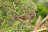 Mayfly larva - Doller valley Alsace France 