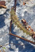 Mayfly larva - Doller valley Alsace France 