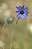 Cupid dart in bloom in Catalonia - Spain