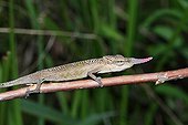 Male Blade Chameleon on a branch - Madagascar 