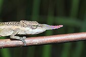 Portrait of Male Blade Chameleon on a branch - Madagascar 