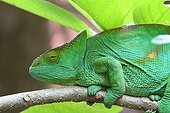 Female Parson's Chameleon on a branch - Madagascar 