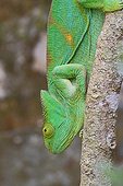 Female Parson's Chameleon on a trunk - Madagascar 