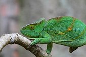 Female Parson's Chameleon on a branch - Madagascar 