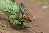 Male Parson's Chameleon walking on ground - Madagascar 