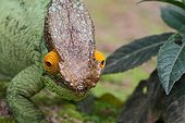 Portrait of Male Parson's Chameleon - Madagascar 
