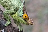 Portrait of Male Parson's Chameleon - Madagascar 