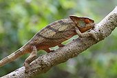 Male Parson's Chameleon on a branche - Madagascar 