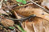 Gravenhorst's Mabuya on dead leaf - Madagascar