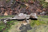 Satanic leaf-tailed gecko on bark - Madagascar