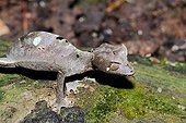 Satanic leaf-tailed gecko on bark - Madagascar