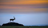 Stag Red Deer silhouette at sunset - GB