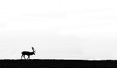 Stag Red Deer silhouette at sunset - GB