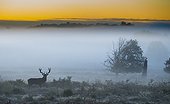 Stag Red Deer standing in the tall grass - GB