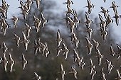 Flock of Black-tailed Godwit in flight in winter - GB