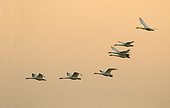 Bewick's Swans in flight at sunrise in winter - GB