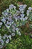 Cup lichens and mosses in Aragon - Spain