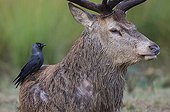 Jackdaw foraging on the back of a stag - GB