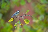 Great Tit perched on a oak in autumn - GB