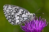Marbled white on knapweed flower in Catalonia - Spain