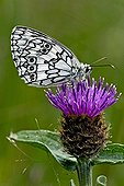 Marbled white on knapweed flower in Catalonia - Spain