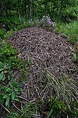 Southern wood ant ant-hill in Catalonia - Spain