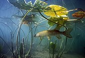 Pike lurking under water lily leaves - Jura France 