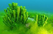 Demosponge - Lake Baikal Siberia ; These sponges are typically because of symbiotic dinoflagellates (Zoochlorella).