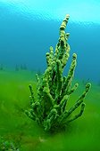 Demosponge - Lake Baikal Siberia ; These sponges are typically because of symbiotic dinoflagellates (Zoochlorella).