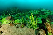 Demosponge - Olkhon island, Lake Baikal ; These sponges are typically because of symbiotic dinoflagellates (Zoochlorella).